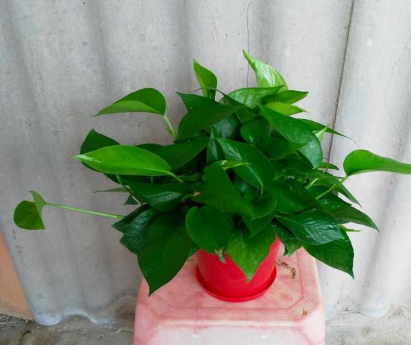 怎麼用磷酸二氫鉀養花，最大程度揮發效力？