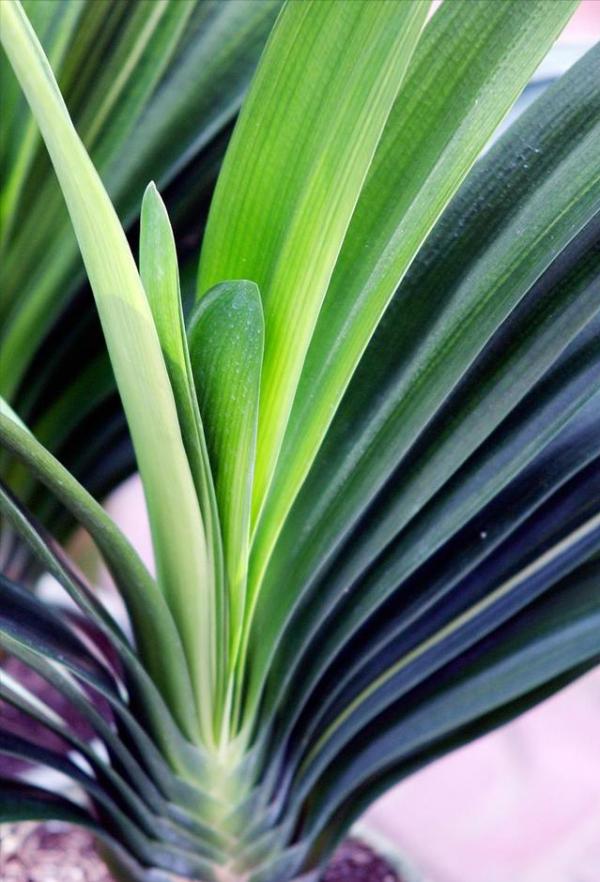 君子蘭有“6忌”，難怪越養越“糟糕”，新手看了可規避