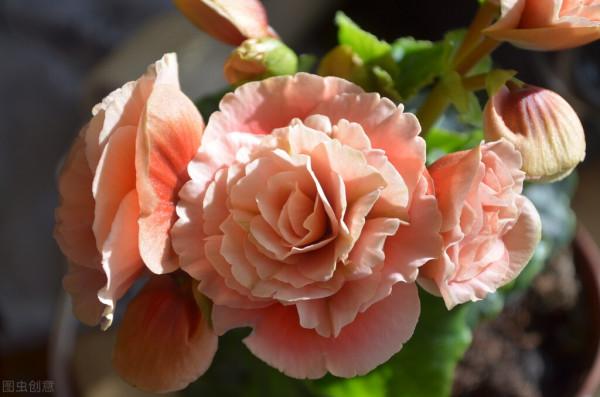 養花多的不一定會養花,但夏天能把3種花養好,絕對是高手 養花多的不一定會養花,但夏天能把3種花養好,絕對是高手
