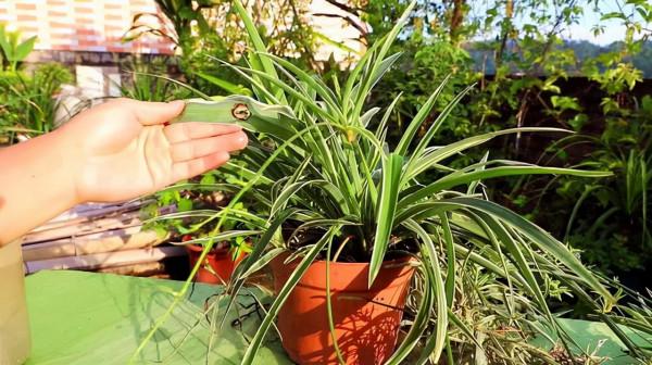 5種花“太貪吃”，不施肥，不換盆，很難養好