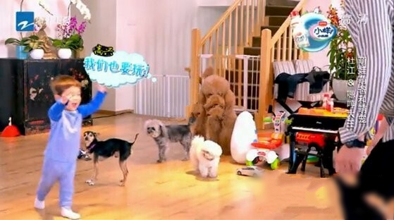 動物世界：從狗生贏家王可可開始，扒一扒各路明星斥巨資養的寵物