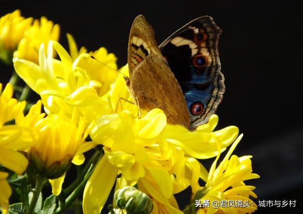 霜降：蝴蝶“賞”菊花