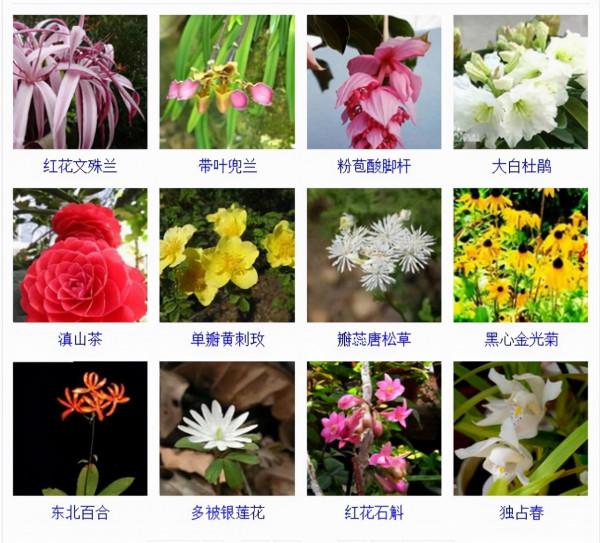 認識這常見800種景觀觀花植物,從此花神就是你!附植物習性種植 認識這常見800種景觀觀花植物,從此花神就是你!附植物習性種植