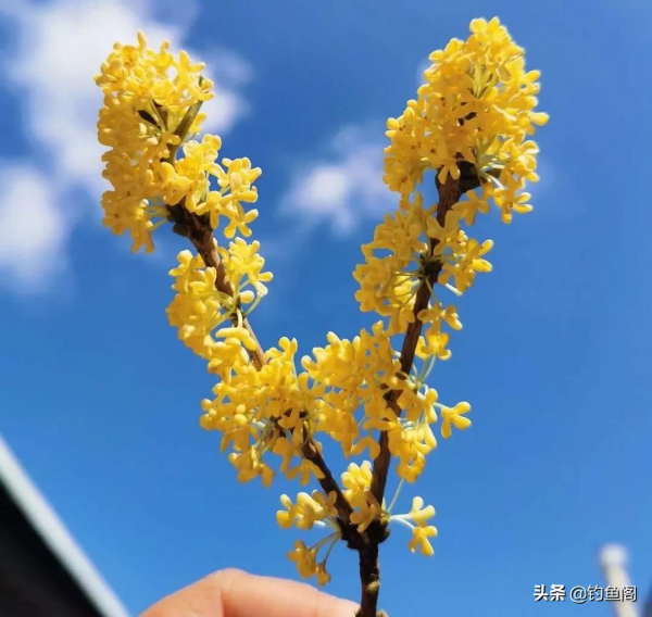 餌料中加點“佐料”,夜釣魚口更佳,還能有意外收穫 餌料中加點“佐料”,夜釣魚口更佳,還能有意外收穫