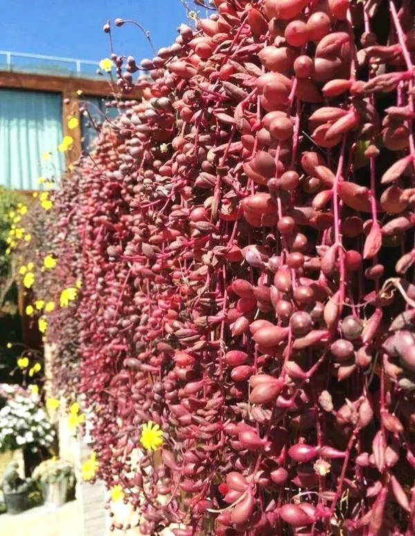 今年最流行的18種花,掛起來養,好看好養還不佔地方 今年最流行的18種花,掛起來養,好看好養還不佔地方