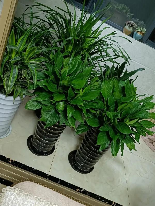 養了這多綠植,覺得打理好費時間,學會放棄才是得到幸福的途徑 養了這多綠植,覺得打理好費時間,學會放棄才是得到幸福的途徑