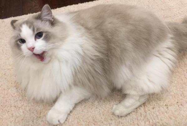 這5種貓,公認最“難伺候”,能養好的都不是一般人 這5種貓,公認最“難伺候”,能養好的都不是一般人