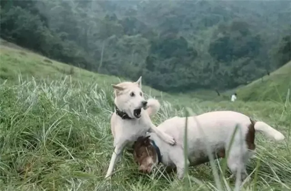 狗狗看了想暗殺主人的照片（閱後即焚）