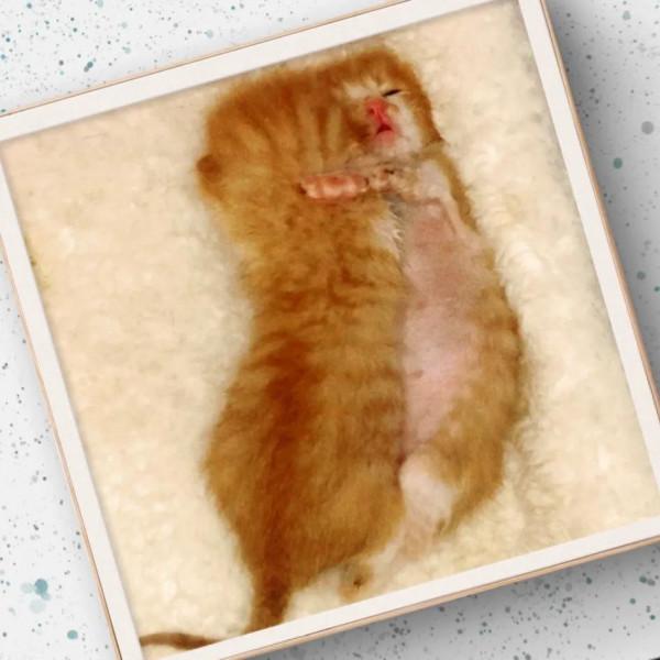 兩個月的小母貓死了：救活你，卻又害了你