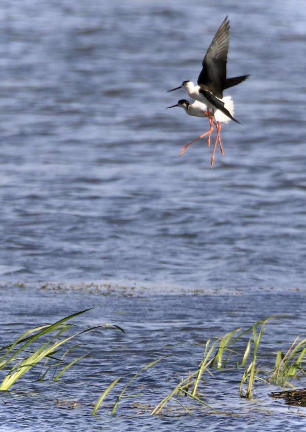 生活在溼地的鷸鳥