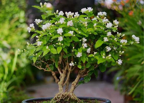 8種花“作用大”,香氣滿屋能泡茶,你養著花漂亮,花養著你健康 8種花“作用大”,香氣滿屋能泡茶,你養著花漂亮,花養著你健康