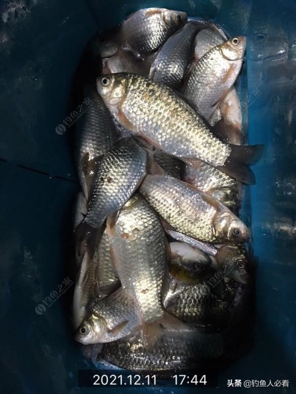 漂尖醒目增粗，冬季連竿小鯽，一波乾貨請簽收