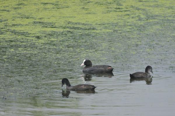 《中國大百科全書（第2版）》讀書筆記02050-白骨頂
