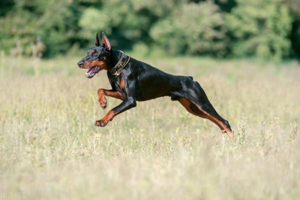 世界五大聰明狗狗是什麼品種?如何培養一隻聰明的狗狗 世界五大聰明狗狗是什麼品種?如何培養一隻聰明的狗狗