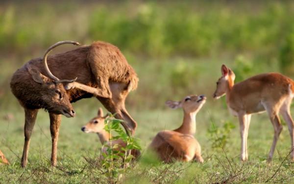 分享圖片 梅花鹿 可愛呆萌 堅強勇敢