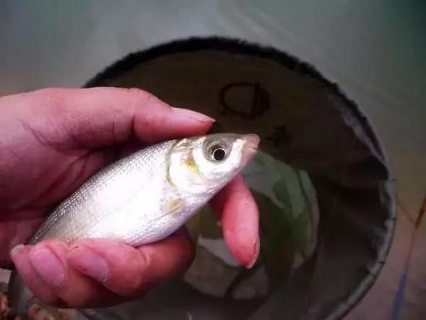 釣黃尾就用這兩種釣法,漂尾抖動就提竿,十之八九都有口 釣黃尾就用這兩種釣法,漂尾抖動就提竿,十之八九都有口