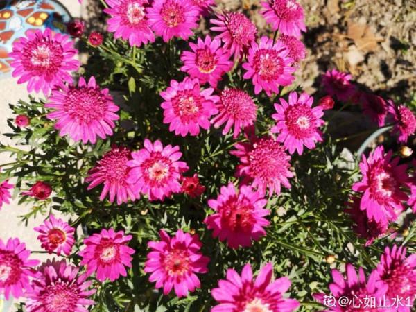 7種花現在剪一刀，剃個小平頭，滿盆冒新葉子