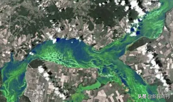 日本近海大量魚類神秘死亡