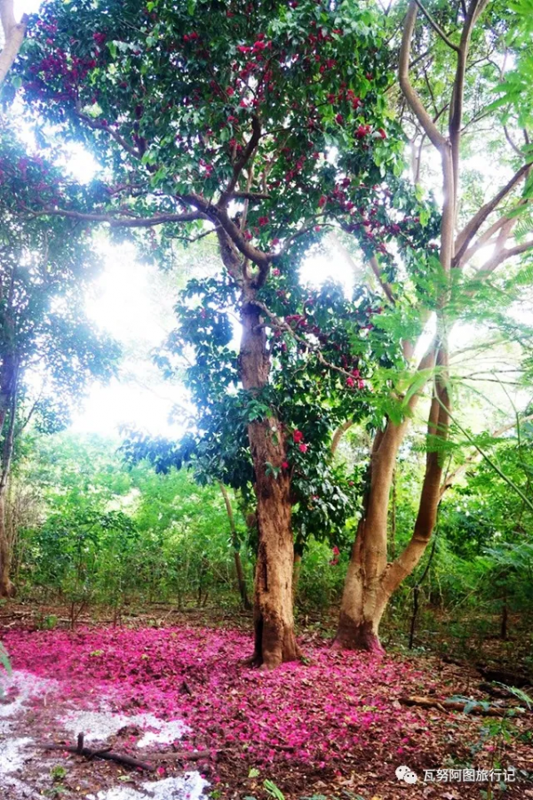 諾和西海的粉色邂逅