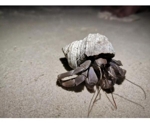 隱世海島高龍撒冷，人均4000體驗8000+的優質海島