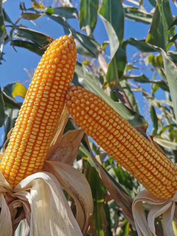 活杆成熟，抗鏽耐熱，大穗高產，13省市區推廣，中科玉505真優秀