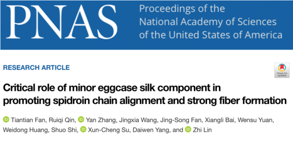 人造蜘蛛絲!天大團隊提供新方向 人造蜘蛛絲!天大團隊提供新方向