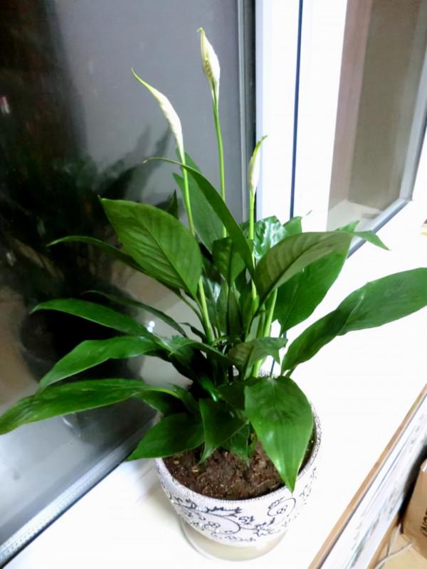 16種喜&OpenCurlyDoubleQuote;陰&rdquo;花，適合養在&OpenCurlyDoubleQuote;光照少&rdquo;的地方，光太強反而長不好