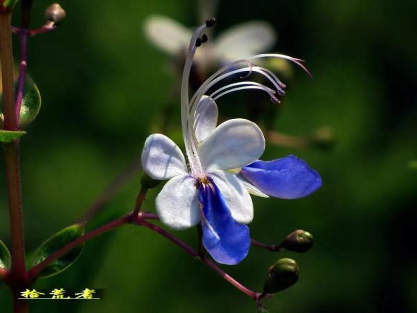 藍蝴蝶，花姿優雅，似群蝶飛舞