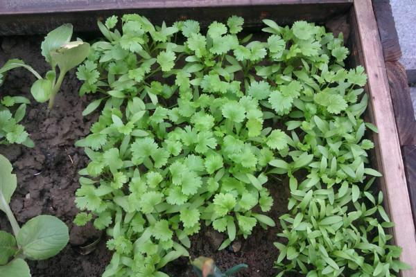 冬天種蔬菜首先這“8種”，不怕冷長得快，吃了一茬又一茬