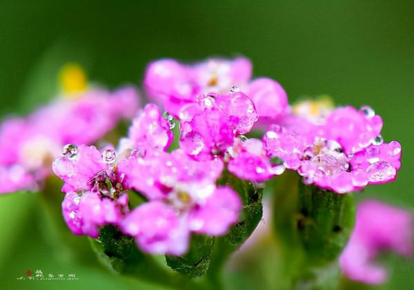 花卉養植：宿根花卉（多年生花卉）