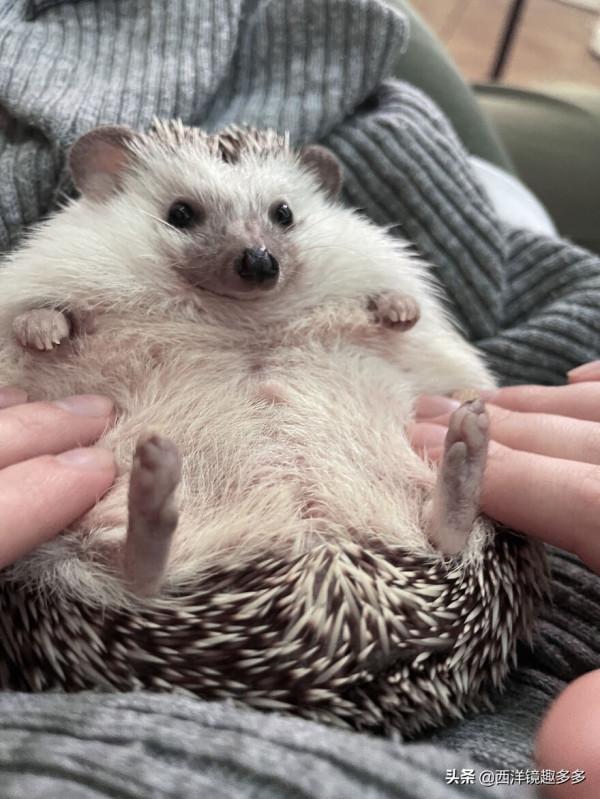 烏克蘭網紅小刺蝟，因愛露肚皮走紅網路，喜感十足的樣子太萌了