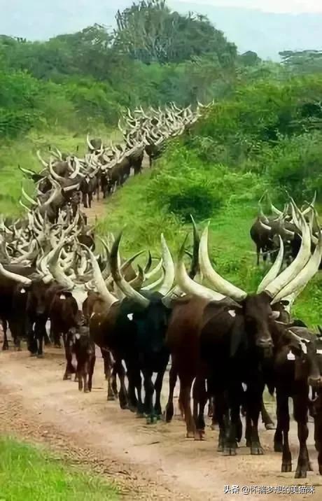 動物界的集體照