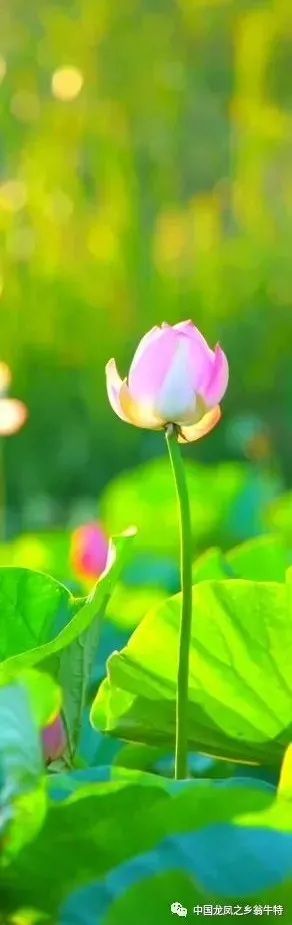 中國龍鳳之鄉&mdash;&mdash;翁牛特