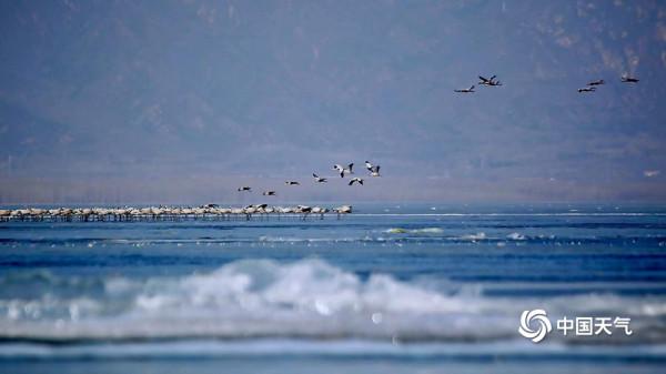 北京延慶:數千只灰鶴翩翩起舞 形成一道亮麗風景線 北京延慶:數千只灰鶴翩翩起舞 形成一道亮麗風景線