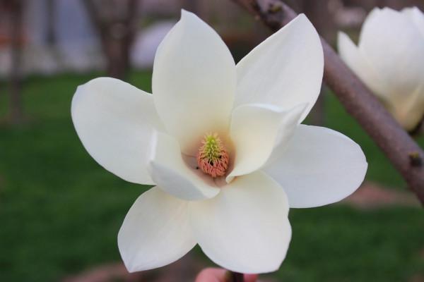 形有“君子之姿”的園林首選-植物非試管高效快繁玉蘭 形有“君子之姿”的園林首選-植物非試管高效快繁玉蘭