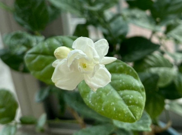 7種植物作用大,是老中醫的好幫手,在家養一盆,養人養身心 7種植物作用大,是老中醫的好幫手,在家養一盆,養人養身心