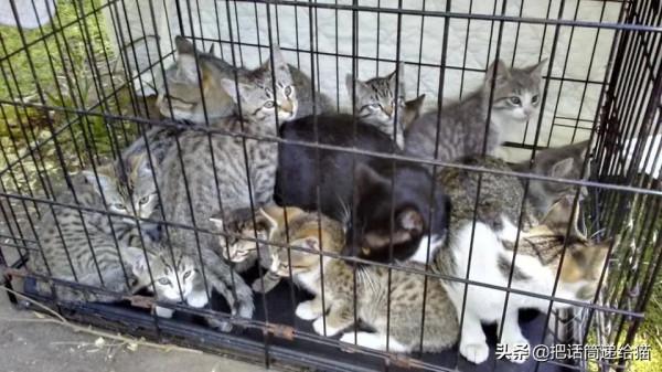 中年喪子後，父親花了15年建了座“貓天堂”