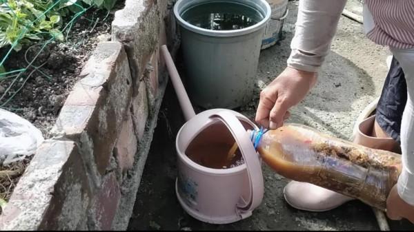 樓頂菜園日常10月12日