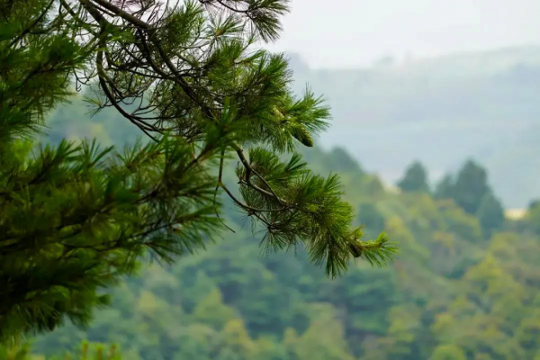 我們的節日·中秋 | 盤點開遠賞月打卡地，快來pick你的最愛~