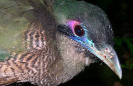 兩種美麗而特殊的鳥類：鷺鶴和蘇門答臘地鵑，是&OpenCurlyDoubleQuote;特化&rdquo;的受害者