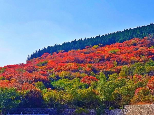 博山金秋紅葉美