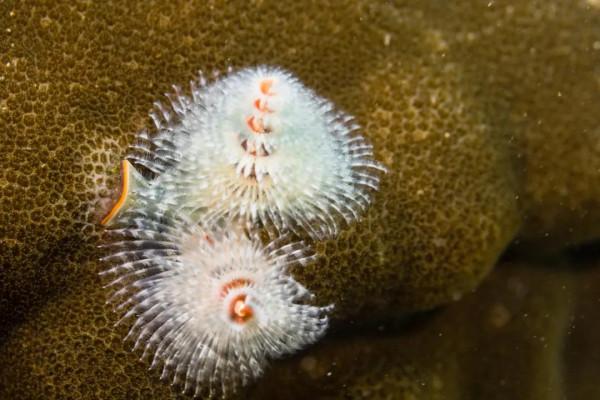 海洋探索｜海底綻放的&OpenCurlyDoubleQuote;聖誕樹&rdquo;&mdash;&mdash;大旋鰓蟲