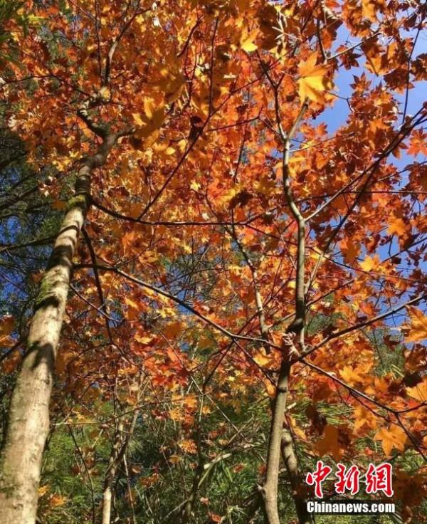 四川石棉：紅葉層林盡染 美景如畫