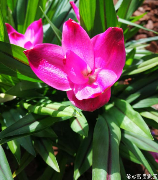 資深花友,還有什麼是你沒種過的?少見家養植物大曝光 資深花友,還有什麼是你沒種過的?少見家養植物大曝光