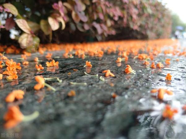 丹桂飄香，你是不是也在疑問，自制桂花蜜能存放多久？