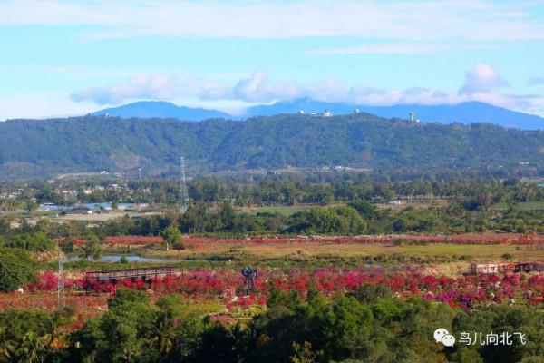 海南鳥事之四 孤島歸鷺