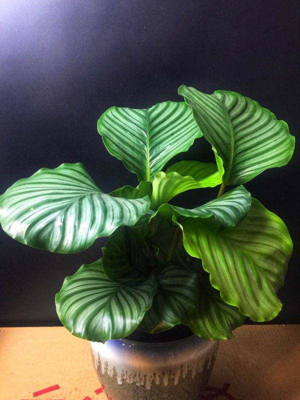 6種有格調的葉子花,室內養上它,氣質十足貴氣滿滿 6種有格調的葉子花,室內養上它,氣質十足貴氣滿滿