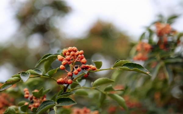 生薑與它成為搭檔，可以驅寒、祛溼氣，早點學會，身體健康早獲益