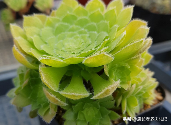 多肉姬明鏡和明鏡,前者是法師中的小可愛,而後者神似麥田怪圈 多肉姬明鏡和明鏡,前者是法師中的小可愛,而後者神似麥田怪圈