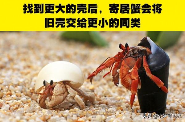 動物冷知識：與動物有關的7個有趣事實